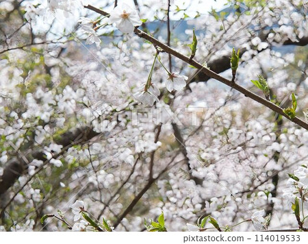 春天在鄰里公園盛開的吉野櫻花 春天在鄰里公園盛開的吉野櫻花 114019533