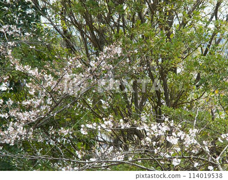 櫻花綠色 櫻花綠色 114019538