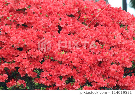 Azalea, a shrub of the Ericaceae family that brightens up towns and gardens in early summer 114019551