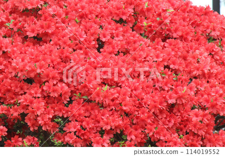 Azalea, a shrub of the Ericaceae family that brightens up towns and gardens in early summer 114019552