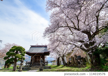 Cherry blossoms at Gotomoe Shrine, Kaminoyama City, Yamagata Prefecture 114019576