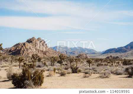 Joshua Tree Scene 1 Joshua Tree Scene 1 114019591