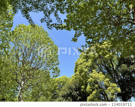 Blue sky and trees on a clear day (April) 114019711