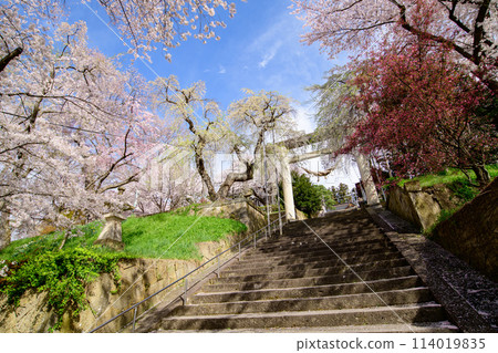A refreshing morning: Eboshiyama Hachimangu Shrine, cherry blossoms in full bloom and a large stone torii gate, Yamagata Prefecture 114019835