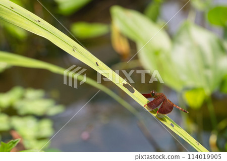 A dragonfly that sticks to the leaves A dragonfly that sticks to the leaves 114019905