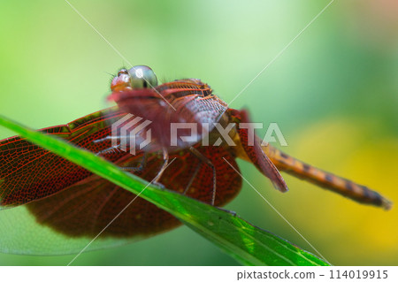 Dragonfly that fits in branches Dragonfly that fits in branches 114019915