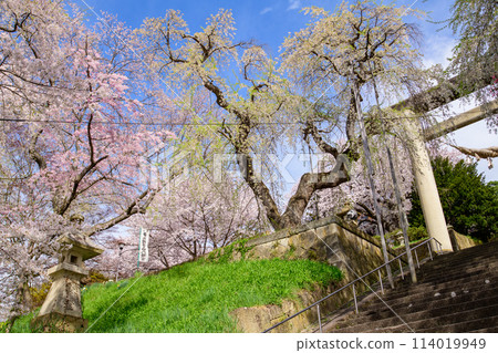 A refreshing morning - Cherry blossoms at the ancient torii gate of Eboshiyama Hachimangu Shrine, Yamagata Prefecture 114019949