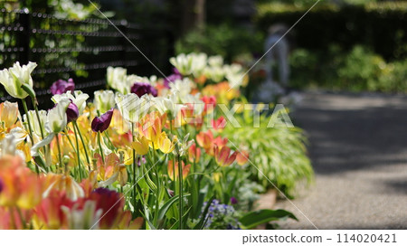 Landscape with tulips Landscape with tulips 114020421