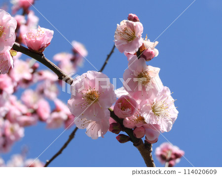 在藍天的李子開花 114020609