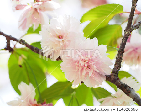 Kamatari Sakura (Kisarazu City) 114020660