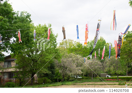 世田谷區的鯉魚旗 114020708