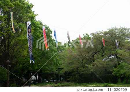 世田谷區的鯉魚旗 114020709