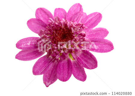 beautiful purple flower isolated on the white beautiful purple flower isolated on the white 114020880
