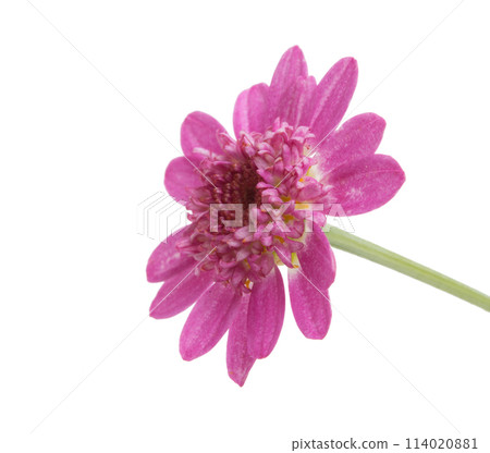 beautiful purple flower isolated on the white beautiful purple flower isolated on the white 114020881