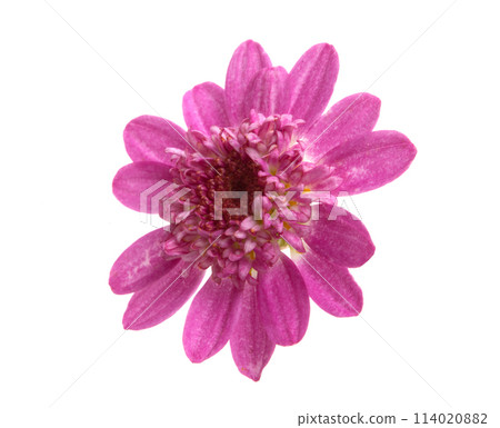 beautiful purple flower isolated on the white beautiful purple flower isolated on the white 114020882