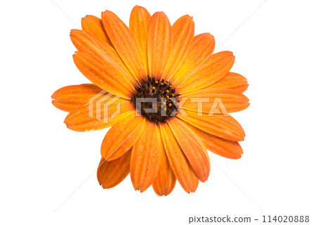 orange calendula flower isolated on the white orange calendula flower isolated on the white 114020888
