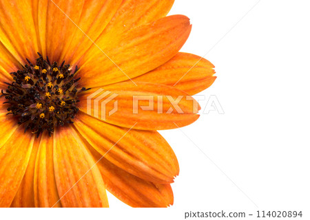 orange calendula flower isolated on the white orange calendula flower isolated on the white 114020894