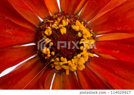 beautiful zinnia flower isolated on the white beautiful zinnia flower isolated on the white 114020927