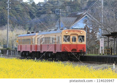 小柴鐵路去油菜田 114020947