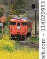 Kominato Railway Kiha 40 surrounded by rape blossoms 114020953
