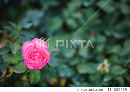 Arao City Ominous Citizen Flower Bed Rose Flower, Arao City Ominous Citizen Flower Bed Rose Flower, 114020969