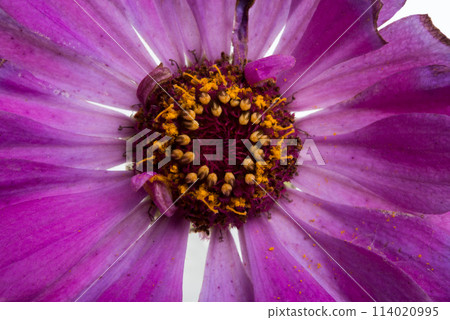 beautiful zinnia flower isolated on the white beautiful zinnia flower isolated on the white 114020995
