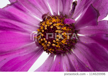 beautiful zinnia flower isolated on the white beautiful zinnia flower isolated on the white 114020996