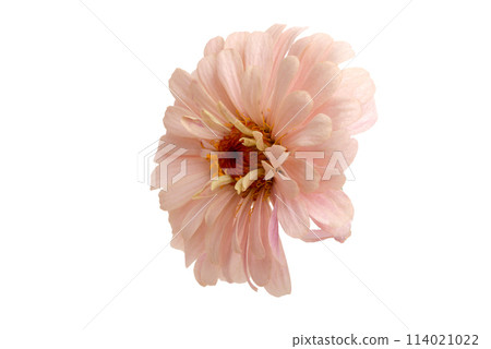 beautiful zinnia flower isolated on the white beautiful zinnia flower isolated on the white 114021022