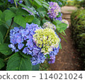 Hydrangea blooming in the clear of the rainy season 114021024