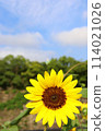 Sunflower and blue sky 114021026