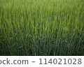 Green wheat fields 114021028