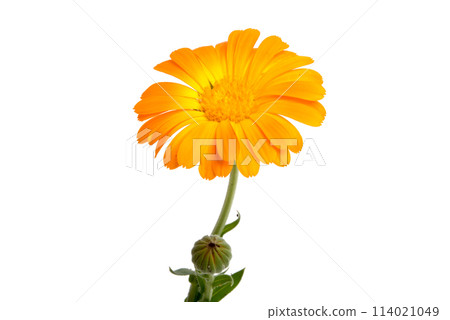 orange calendula flower isolated on the white 114021049