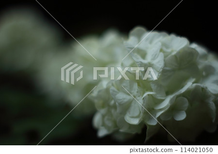 White Odemari 114021050