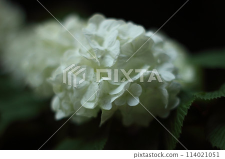 白色奧德馬里 白色奧德馬里 114021051