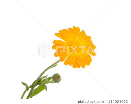 orange calendula flower isolated on the white 114021052