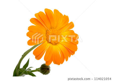orange calendula flower isolated on the white orange calendula flower isolated on the white 114021054