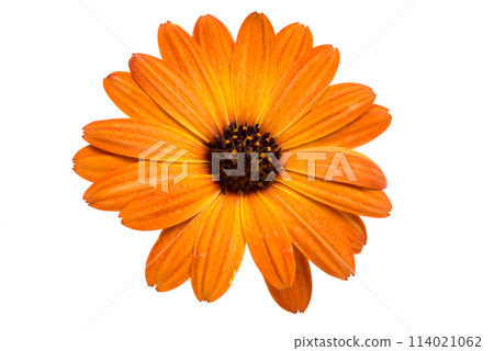 beautiful orange osteospermum or african daisy flower isolated on white 114021062