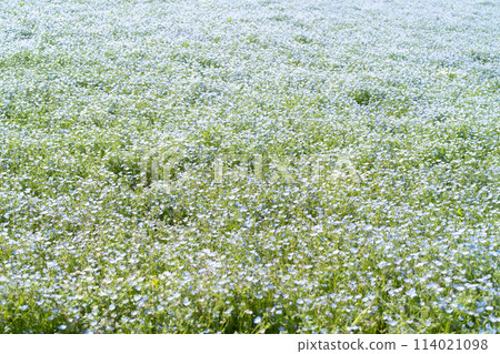 Nemophila Nemophila 114021098