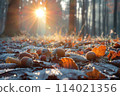 Dawn's Light on Frosty Leaves and Acorns 114021356