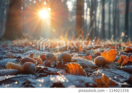 Dawn's Light on Frosty Leaves and Acorns Dawn's Light on Frosty Leaves and Acorns 114021356