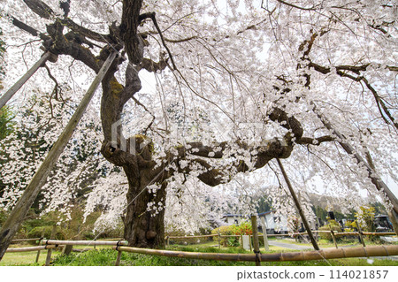山形縣上山市高泉寺優雅的垂枝櫻花 114021857