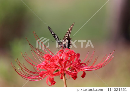 Higanbana和燕尾蝴蝶 114021861