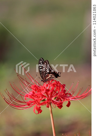 Higanbana和燕尾蝴蝶 114021863
