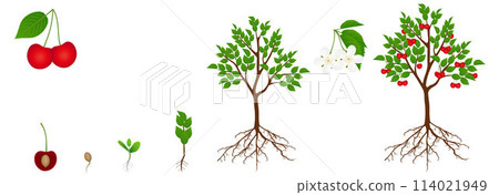 Cycle of growth of a cherry tree is isolated on a white background. Cycle of growth of a cherry tree is isolated on a white background. 114021949