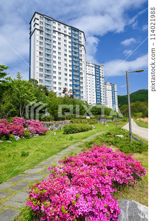 Azaleas blooming in a residential area on the outskirts of Seoul [Wirye New Town, Korea] 114021988