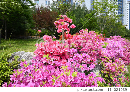 Azalea's elongated branch Azalea's elongated branch 114021989