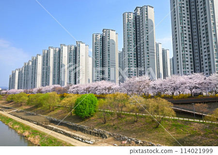Apartment complex and rows of cherry blossom trees [Seoul, Korea] 114021999