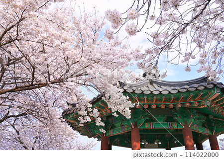 Korean gazebo and cherry blossoms in full bloom 114022000
