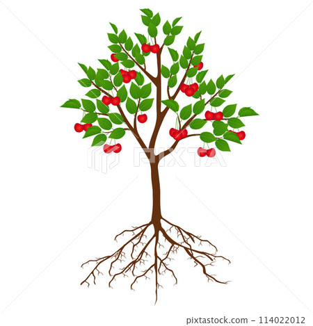 Tree cherry with fruits and roots on white background. Tree cherry with fruits and roots on white background. 114022012