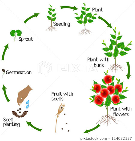 A growth cycle of chinese rose plant on a white background. 114022157